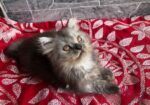 Persian Cat