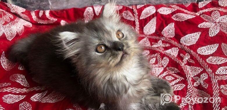 Persian Cat