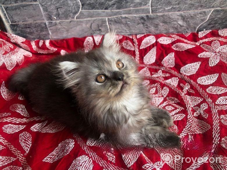 Persian Cat