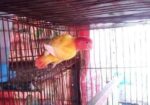 Love Bird Running Female