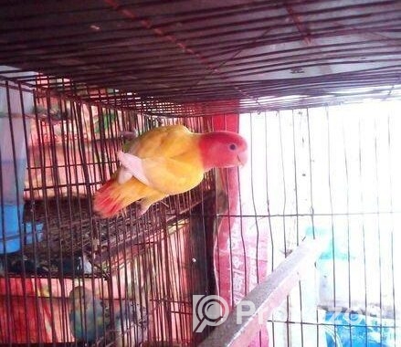Love Bird Running Female