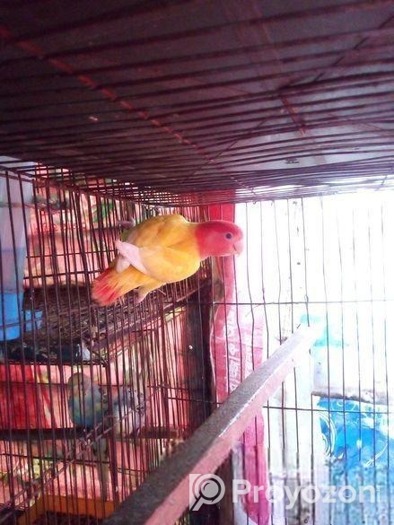 Love Bird Running Female