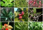 Buy Fruit, Forest & Indoor Plants Online in Bangla