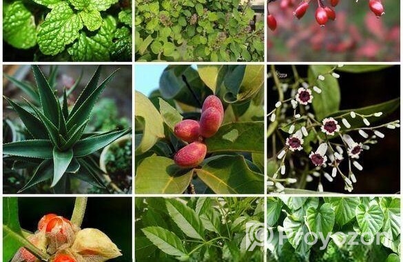 Buy Fruit, Forest & Indoor Plants Online in Bangla
