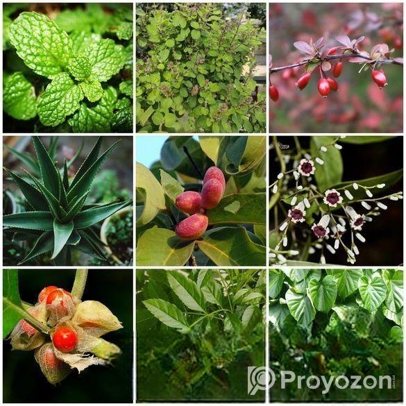 Buy Fruit, Forest & Indoor Plants Online in Bangla