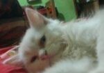 persian Double cot doll face cat