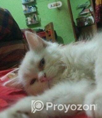 persian Double cot doll face cat
