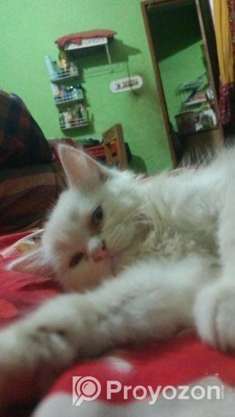 persian Double cot doll face cat