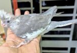 Cockatiel কোকাটেল