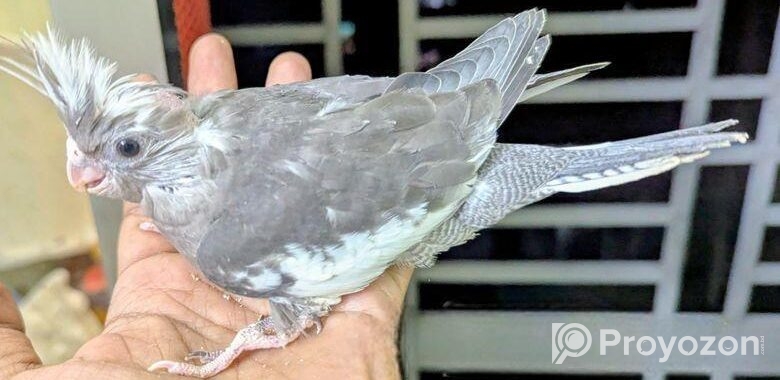 Cockatiel কোকাটেল