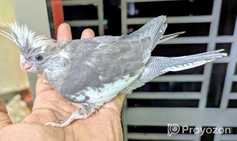 Cockatiel কোকাটেল