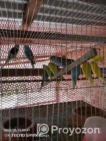 বাজরিগার পাখি