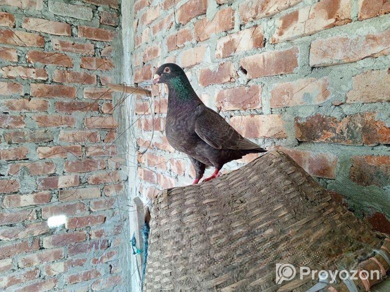 Running Madi jaint king