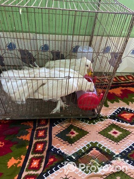 লক্ষা কবুতর