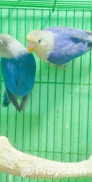 ব্লু ফিসার লাভ বার্ড পাখি