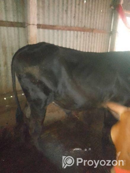 ষাঁড় বিক্রি হবে