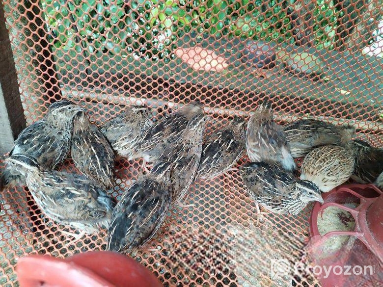 ডিমে রানিং ২০ পিছ কোয়েল পাখি