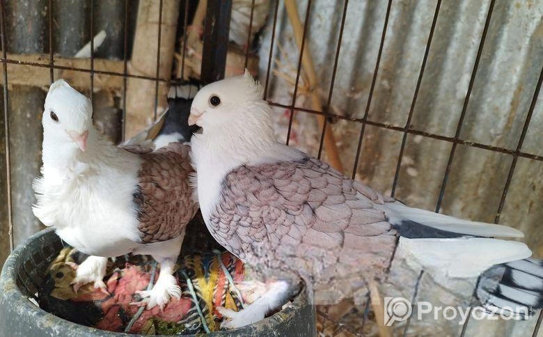 Jorna/sartin /ঝননা সারটিন