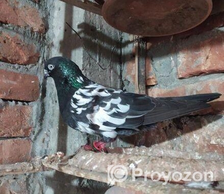 বাচ্চা সহ এক জোড়া কবুতর বিক্রয় করা হবে