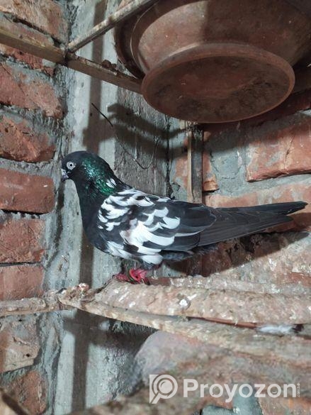 বাচ্চা সহ এক জোড়া কবুতর বিক্রয় করা হবে