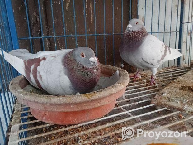 মিলি রেসার