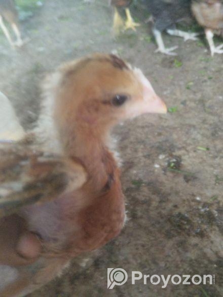 সোনালী মুরগীর বাচ্চা বিক্রি হবে