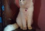 Odd Eye Adult Male Persian For Sale