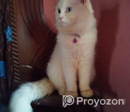Odd Eye Adult Male Persian For Sale