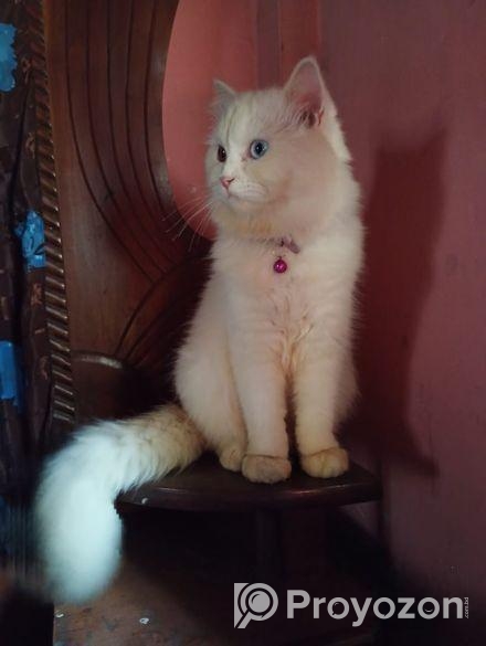 Odd Eye Adult Male Persian For Sale