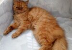 Persian cat ( ফিমেল বিড়াল )