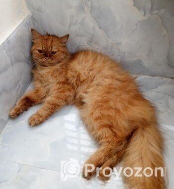 Persian cat ( ফিমেল বিড়াল )