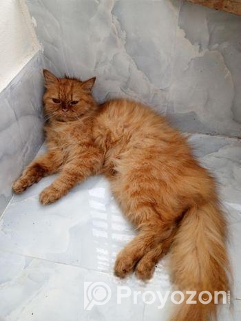 Persian cat ( ফিমেল বিড়াল )
