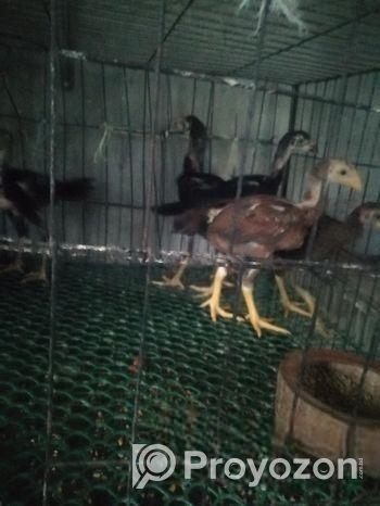 অরিজিনাল আসলি মুরগির বাচ্চা