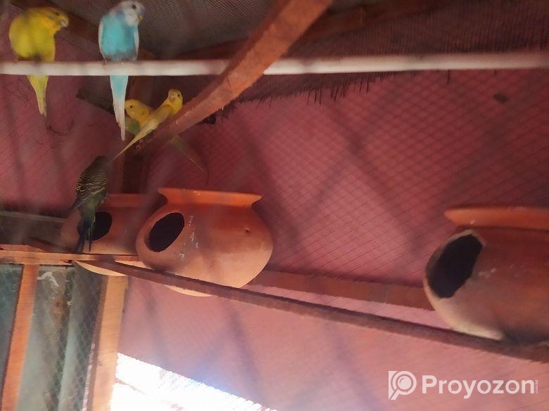 পাখির খাঁচা