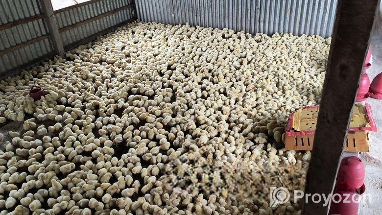 মুরগির বাচ্চা