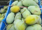 আম্রুপালি প্রিমিয়াম কোয়ালিটি আম