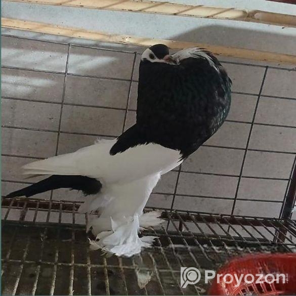 পোটার কবুতর