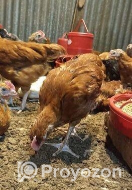 আরজিনাল দেশি মুরগির ১০ দিনের বাচ্চা ১০০পিছ