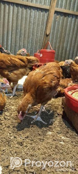 আরজিনাল দেশি মুরগির ১০ দিনের বাচ্চা ১০০পিছ