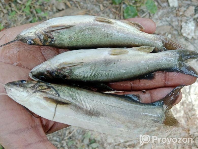 মাছের বাচ্চা