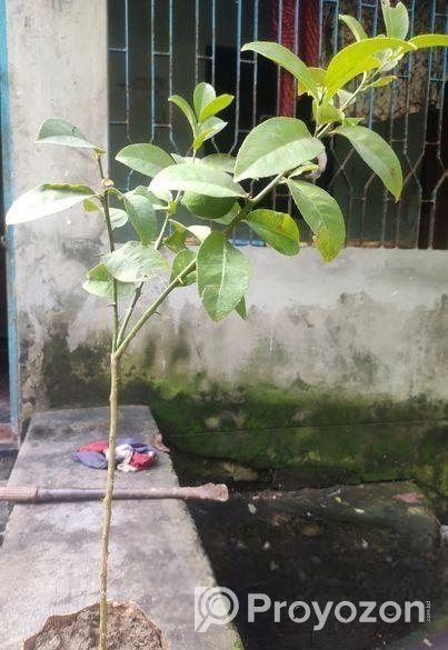 লেবু গাছ