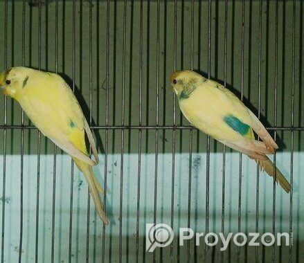বাজরিগার