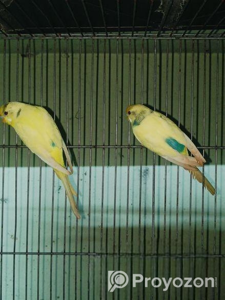 বাজরিগার