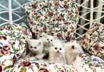 Turkish babies kittens heavy furr