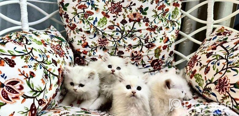 Turkish babies kittens heavy furr