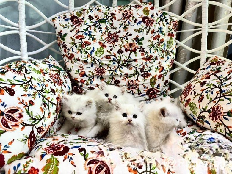 Turkish babies kittens heavy furr