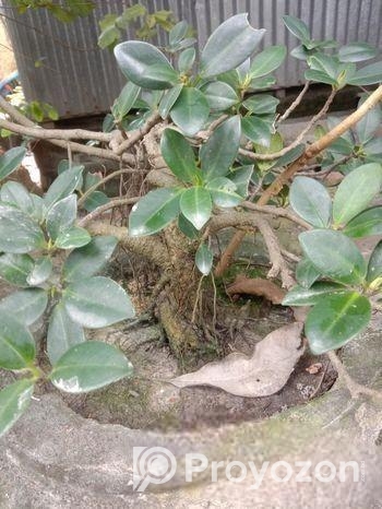 ফাইকাস বনসাই