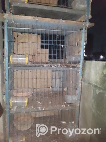 কবুতরের লোহার খাচা