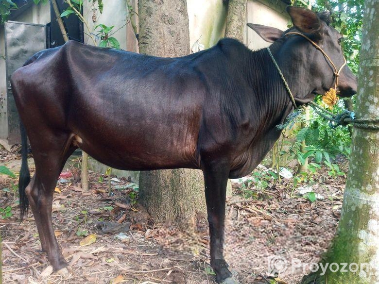 গরু বিক্রয় হবে