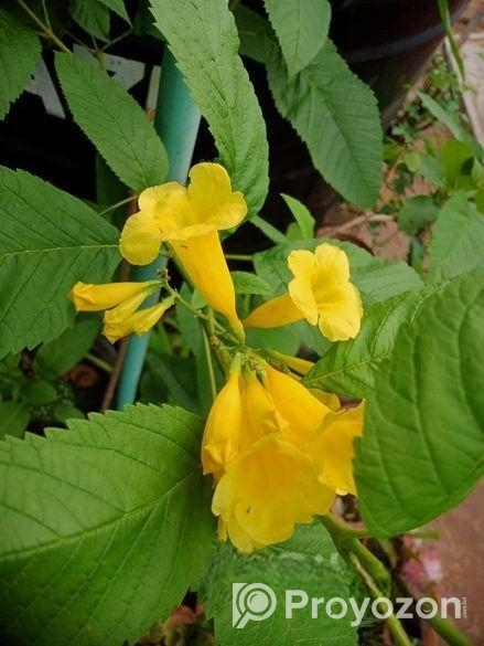 বড় বালতিতে চন্দ্রপ্রভার চারা